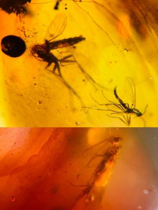 Moth&mosquito Fly Burmite Myanmar Burmese Amber Insect Fossil Dinosaur Age