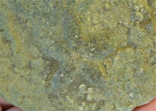 Ichnogenus - Mississippian Period - Starfish Cast Matrix - Sf16