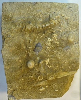 Cephalopods - Mississippian Period - Two Spyroceras Plus On Matrix - 2sys1
