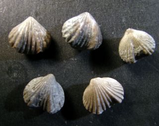 5 Rhynchotrema Brachiopods From The Ordovician,  Ontario,  Canada