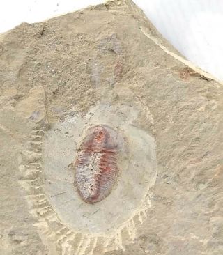 Fossils Trilobite Palaeolenus Douvillei,  Very Rare,  Interest,  Cool. .  G3