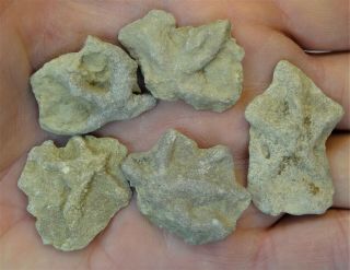 Ichnogenus - Mississippian Period - Five (5) Starfish Cast - Sf2