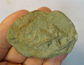Ichnogenus - Mississippian Period - Starfish Cast - Sfc17