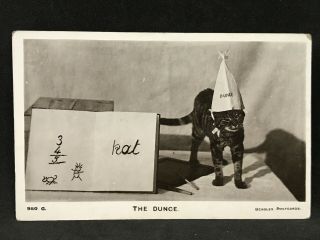 Vintage Rppc Real Photo Postcard The Dunce - Cat In A Hat,  Beagles & Co 950g