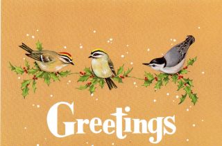 Vintage Christmas Card - Winter Birds On Snowy Branch W.  Envelope