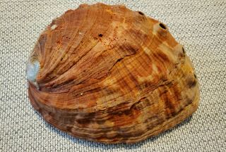 Extra Large Vintage Red Abalone Smudging Shell,  7 