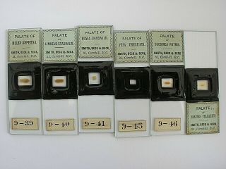 6 Antique Microscope Slides.  Palates.  By J.  Cocken.  Retailer Smith Beck @ Beck.
