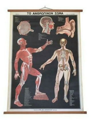 Vintage Human Anatomy Pull Down Chart,  Human Body Anatom,  Body Pull Down Chat