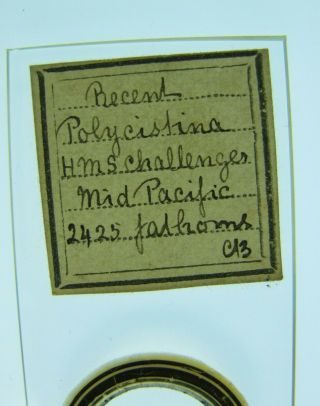 Antique Microscope Slide.  Edward Ward.  H.  M.  S.  Challenger Expedition.  Polycistina.