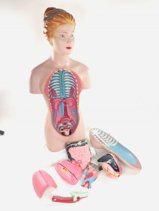 Vintage Human Torso Anatomical Model Anatomy Female Internal Organs Teaching Aid