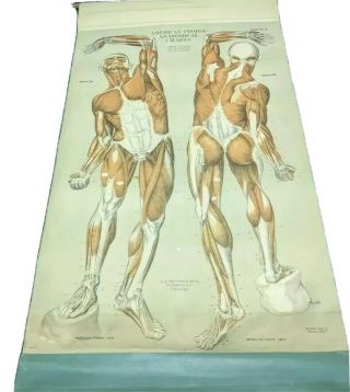 American Nystrom Frohse Anatomical Chart No.  2 The Muscular System