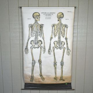 Vtg American Frohse Anatomical Chart No 1 Human Skeleton System 1918 Max Brodel