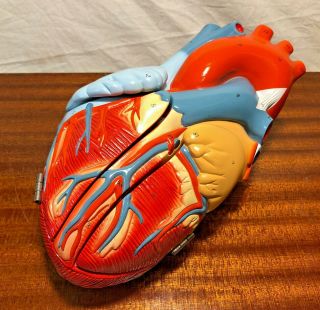 Vintage Anatomical Heart Medical Model Hand Painted Signed Top Of The Line Big
