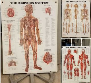 Anatomical Chart Co Skeletal Muscular Nervous System Large Illust.  Wall Posters