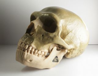 Somso Reconstruction Of A Skull Of Homo Sapiens Neanderthalens Anatomical Model