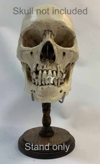 Human Skull Stand Real Display / Skeleton Vintage Medical Oddity