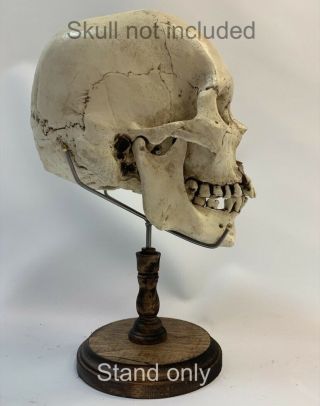 Human Skull Stand Real Display / Skeleton Vintage Medical Oddity 2
