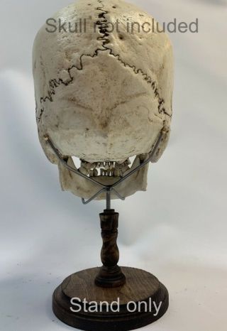 Human Skull Stand Real Display / Skeleton Vintage Medical Oddity 3