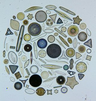 Vintage Microscope Slide By Klaus Kemp.  Diatom Exhibition Circle.  100 Forms.