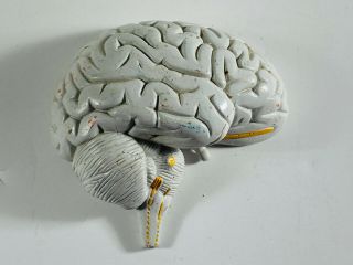 Vintage Anatomical Model Parts Repair Replacement Half Human Brain