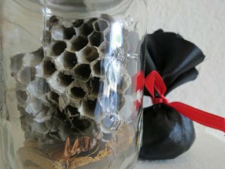 Enemy Jar With Mojo Jinx Ball Powerful Hoodoo Wasp & Nest Get Out The Way