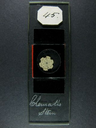 Antique Microscope Slide.  " Clematis Stem.  Dry Mount ".  Red Wax Seal.