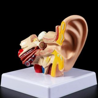 Human Ear Anatomy Model 1.  5 Life Size Teaching Educational Science Body Organ
