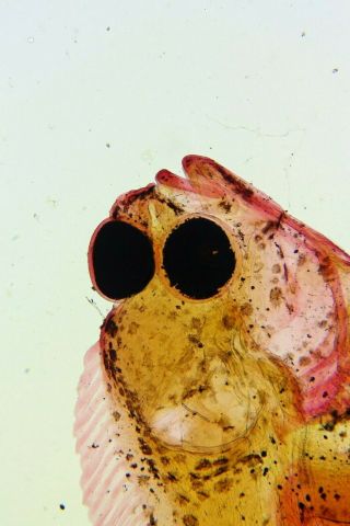Antique Microscope Slide By Rev.  J.  E.  Vize.  F.  R.  M.  S.  " Entire Young Plaice ".