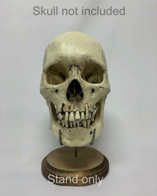 Human Skull Stand Real Display/skeleton Medical Oddities/ Skull Not