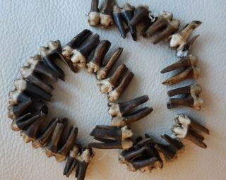 Wild Boar Molar Teeth - Ceremonial Use,  Crafts,  Jewelry Making,  Embellishments