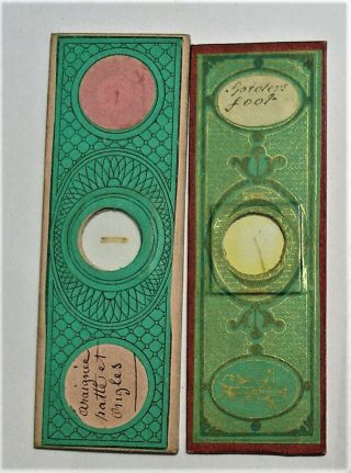 Antique Pair Insect Microscope Slides,  By Norman & Bourgogne