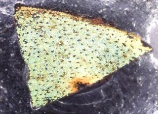 Antique Microscope Slide - " Wing Case Of Brazilian Diamond Beetle "