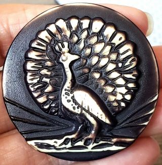 Peacock…scarce Large Vintage Buffed Casein Button…1&3/4 "