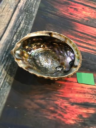 Large Abalone Shell Smudge Kit Purification Cleansing Jewelry Art Cabin Decor