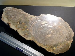 Large 30 Cm Petrified Wood,  Cut & Polished Piece,  Eocene,  Bulgaria