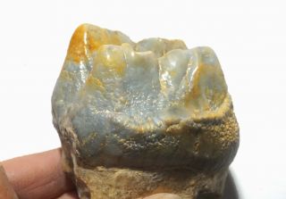Mammut (mastodon) Tooth Very Rare Pleistocene Fossil From Ukraine