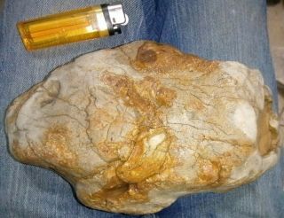 Fossilized Skull With Dinosaur Tracks/prints & More Details,  Petrified