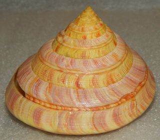 Seashell Entemnotrochus Rumphii 87.  3x76.  2mm W/o Rare