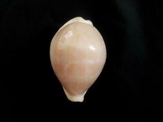 Seashell Cypraea Camelopardalis Mariae Exceptional Globular And Wide Shell