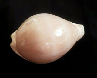 Seashell Cypraea camelopardalis mariae Exceptional Globular and Wide Shell 3