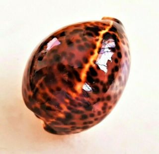Seashell Cypraea Tigris Wine Red Shell