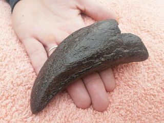 100 Authentic Giant Iceage Fossilized Sloth Claw