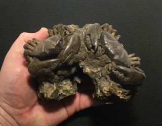 Dueling Crabs Fossil
