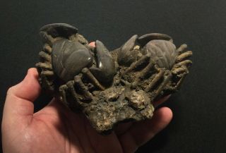 Dueling Crabs Fossil 2
