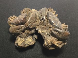 Dueling Crabs Fossil 6