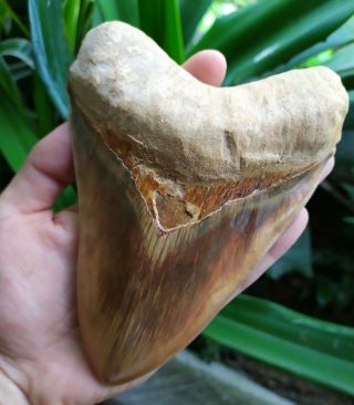 Megalodon Tooth 5.  8  X 4.  3  Huge Indo Crazy Strawberry Colour 100 Natural Nr