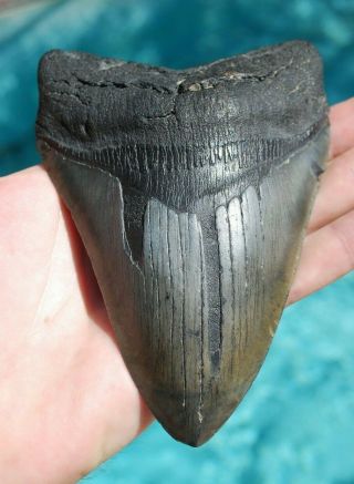 Look Xlg 5 3/8 " Megalodon Tooth Georgia Florida Serrations Great White Shark