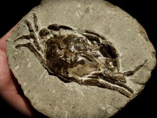 Fine Oregon Fossil Crab Orbitoplax Stephonsoni In Concretion -