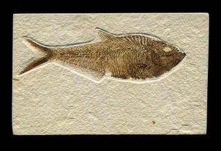 Extinctions - Very Large Diplomystus Fossil Herring Fish - Display