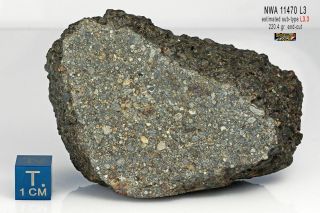 Nwa 11470 L3 Chondrite Meteorite End - Cut,  220.  4g